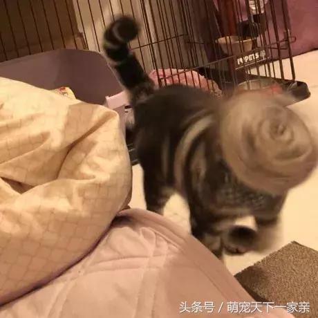 網友投稿「誰把貓咪拍得最醜」比賽，從第一張開始就讓人笑到停不下來！