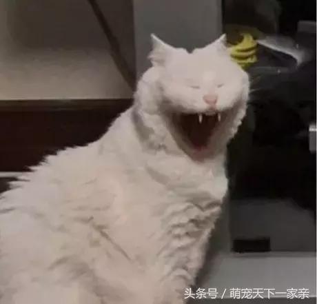 網友投稿「誰把貓咪拍得最醜」比賽，從第一張開始就讓人笑到停不下來！
