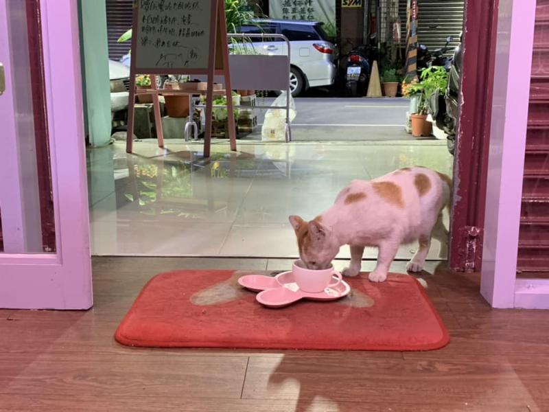 貓店長「躺防火巷」最後告別！老闆娘「上前輕撫」心碎落淚：前幾天還來顧店...