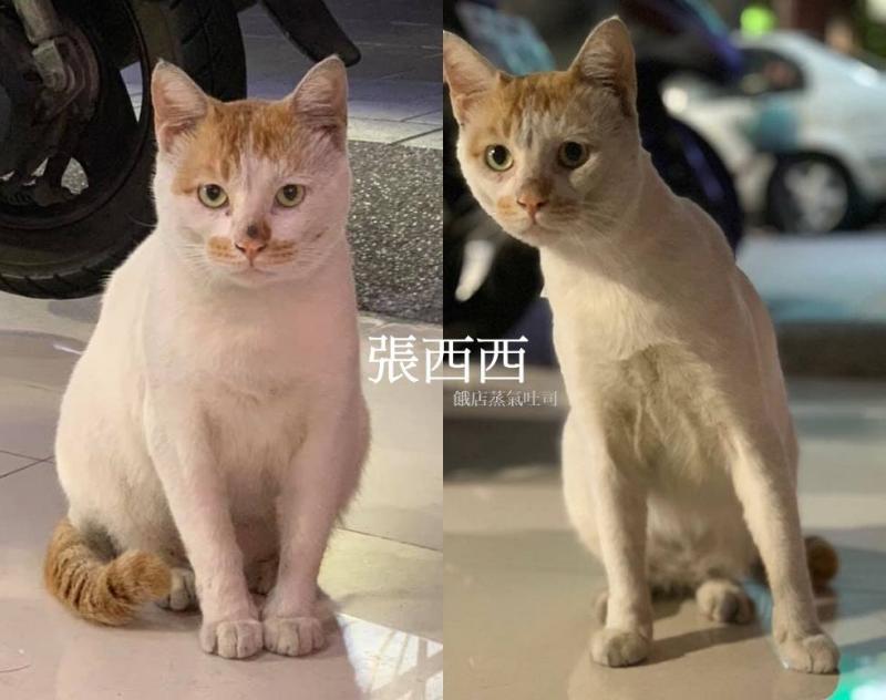 貓店長「躺防火巷」最後告別！老闆娘「上前輕撫」心碎落淚：前幾天還來顧店...