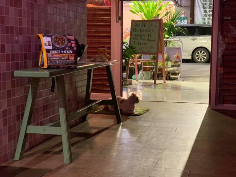 貓店長「躺防火巷」最後告別！老闆娘「上前輕撫」心碎落淚：前幾天還來顧店...
