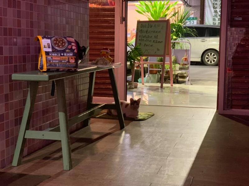 貓店長「躺防火巷」最後告別！老闆娘「上前輕撫」心碎落淚：前幾天還來顧店...