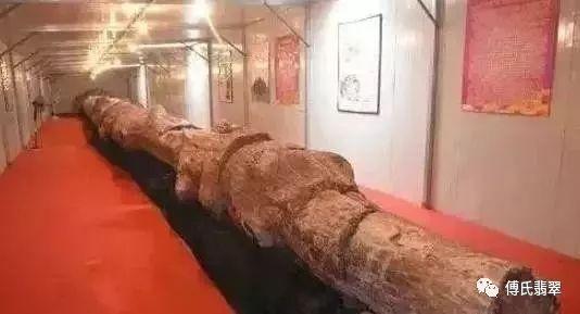 緬甸最近挖出一根長型物體，估計價值連城