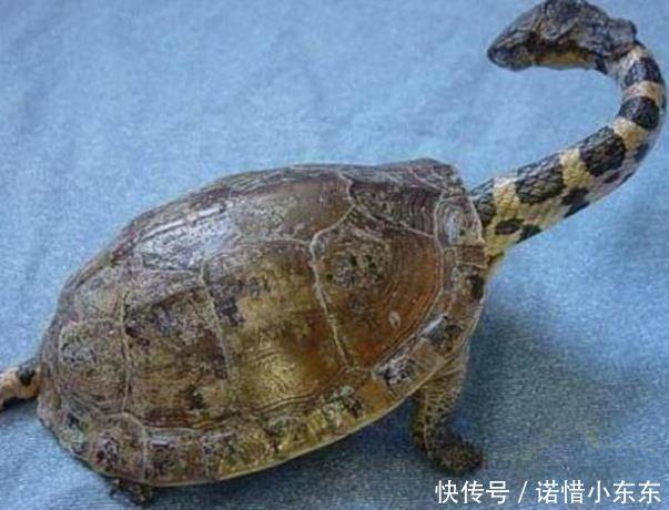 男子野外發現一隻怪異的烏龜，好奇帶回家，向專家請教，汗毛直豎