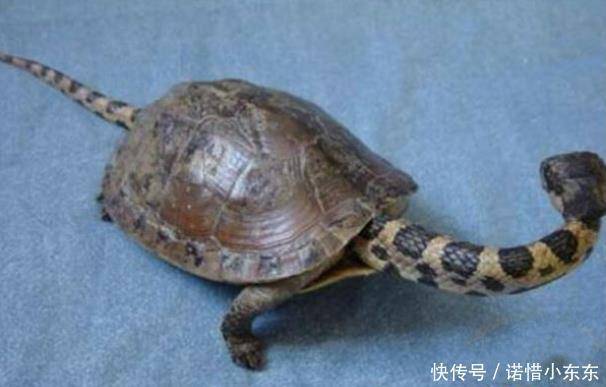 男子野外發現一隻怪異的烏龜，好奇帶回家，向專家請教，汗毛直豎