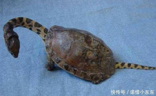男子野外發現一隻怪異的烏龜，好奇帶回家，向專家請教，汗毛直豎