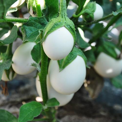 爺爺在陽臺種「雞蛋」，一盆收穫20個，2個月摘一茬，好看又好吃