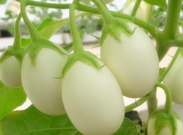 爺爺在陽臺種「雞蛋」，一盆收穫20個，2個月摘一茬，好看又好吃
