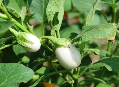 爺爺在陽臺種「雞蛋」，一盆收穫20個，2個月摘一茬，好看又好吃