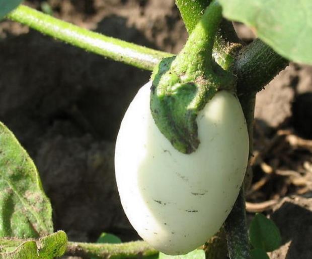 爺爺在陽臺種「雞蛋」，一盆收穫20個，2個月摘一茬，好看又好吃