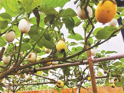 爺爺在陽臺種「雞蛋」，一盆收穫20個，2個月摘一茬，好看又好吃