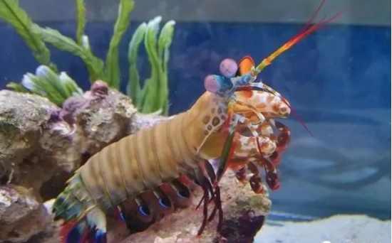 男子海邊掉到奇怪龍蝦，捨不得吃放魚缸飼養沒想到悲劇發生了！