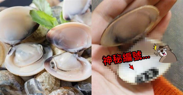 女煮蛤蠣...殼一開驚見「神秘數字」嚇傻！ 網掀轟動：趕快再湊六個 簽威力彩！