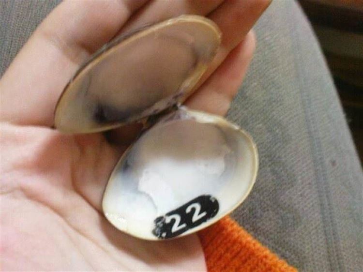 女煮蛤蠣...殼一開驚見「神秘數字」嚇傻！ 網掀轟動：趕快再湊六個 簽威力彩！