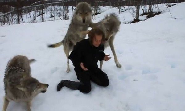 影：2個月不見飼育員，「兇狠狼群」直接猛撲！沒想到「下一秒」暖哭網友：根本乖乖汪星人！