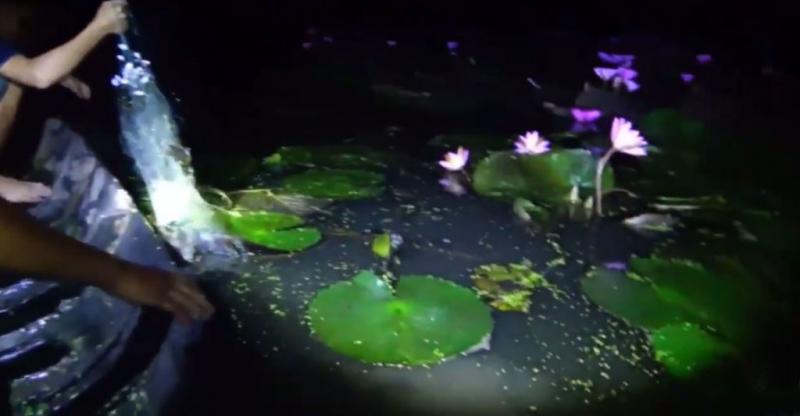 河童現身！？男子蓮花池捕魚突遭「神秘黑爪」秒拖入水中消失！驚悚畫面曝光～ 