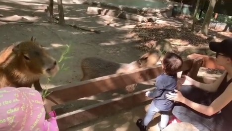 周杰倫一家4口動物園出遊！女兒、兒子餵動物模樣太可愛！Romeo奶音喊「媽咪～」萌炸！