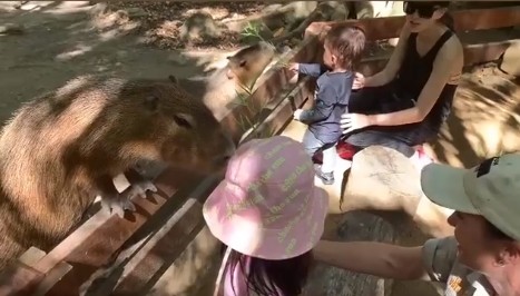 周杰倫一家4口動物園出遊！女兒、兒子餵動物模樣太可愛！Romeo奶音喊「媽咪～」萌炸！
