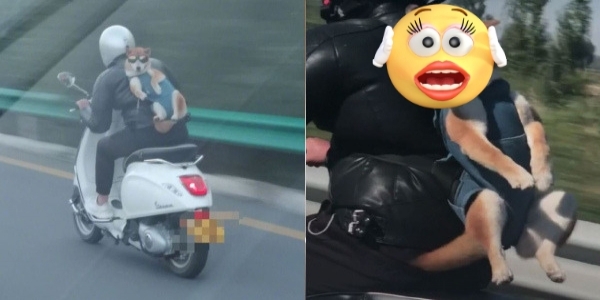 公路上驚見騎士把「柴柴」後背外帶！ 沒想到拉下「墨鏡瞬間」，笑瘋網友：快放他下來啦！