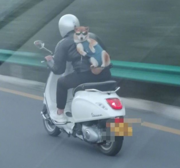 公路上驚見騎士把「柴柴」後背外帶！ 沒想到拉下「墨鏡瞬間」，笑瘋網友：快放他下來啦！