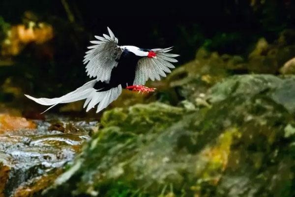 男子上山砍柴揀了一窩蛋，孵出「小雞」發現異常,嚇得他趕緊報警.... 