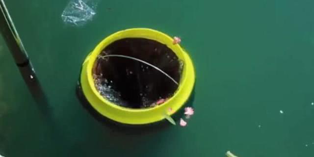 為挽救海洋生命，2人堅持10年發明​​的黑科技，凈化海洋水質