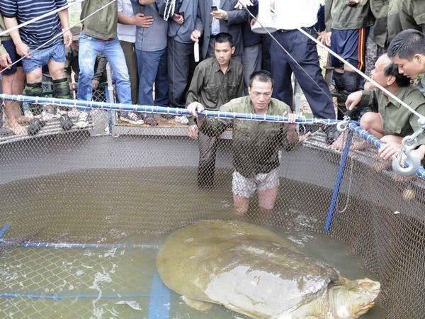 明明能交配卻無法繁殖的超古老生物即將滅絕，目前2隻在中國、1隻在越南！