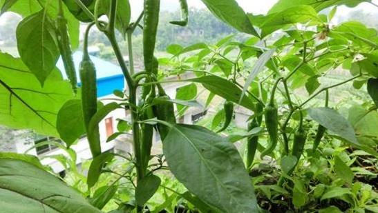 「大病細胞」最怕的3種蔬菜，陽臺盆栽上幾盆，綠色健康又好吃