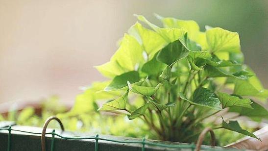 「大病細胞」最怕的3種蔬菜，陽臺盆栽上幾盆，綠色健康又好吃