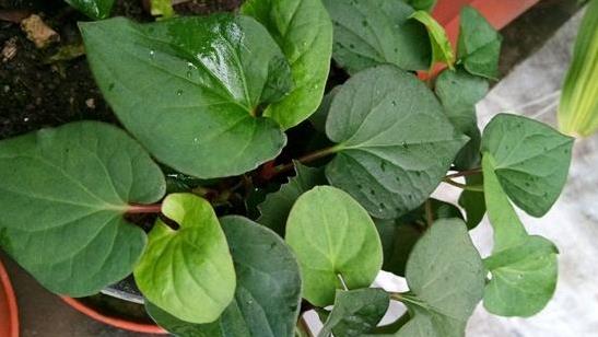 「大病細胞」最怕的3種蔬菜，陽臺盆栽上幾盆，綠色健康又好吃