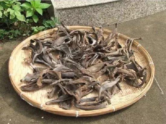 橘子皮放水裡泡一泡，勝過5瓶營養液，澆過的花油綠直冒芽！
