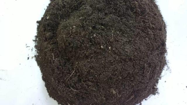 橘子皮放水裡泡一泡，勝過5瓶營養液，澆過的花油綠直冒芽！