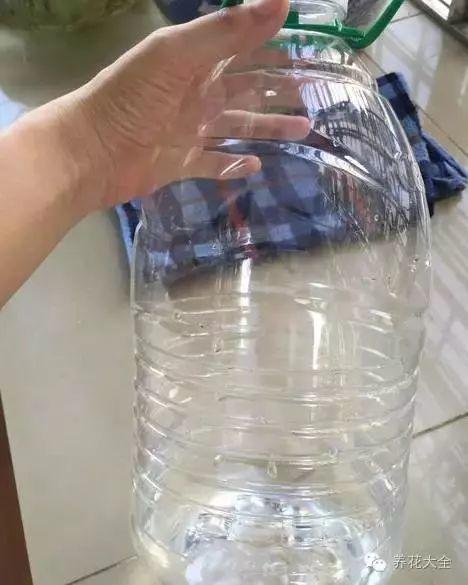 橘子皮放水裡泡一泡，勝過5瓶營養液，澆過的花油綠直冒芽！