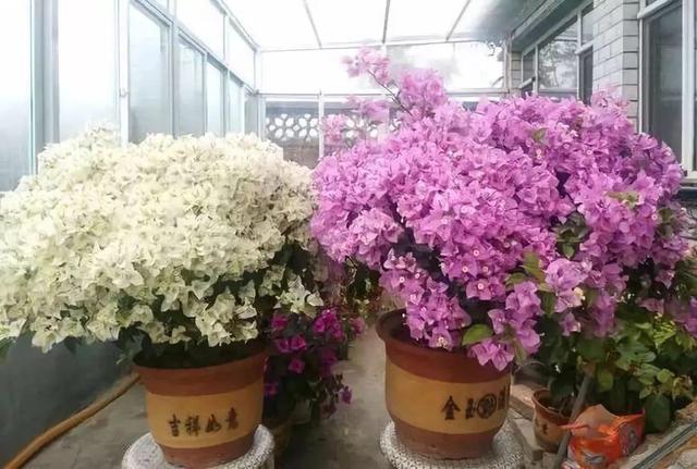 橘子皮放水裡泡一泡，勝過5瓶營養液，澆過的花油綠直冒芽！