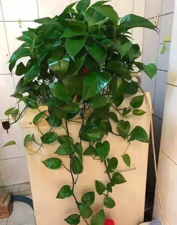 橘子皮放水裡泡一泡，勝過5瓶營養液，澆過的花油綠直冒芽！