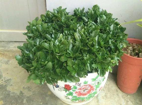 橘子皮放水裡泡一泡，勝過5瓶營養液，澆過的花油綠直冒芽！