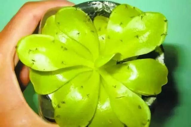 橘子皮放水裡泡一泡，勝過5瓶營養液，澆過的花油綠直冒芽！