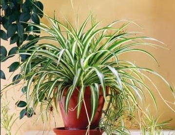 對肺部超好⚡！這『Top 9室內植物』讓你鼻子過敏和哮喘不復發，還能一覺到天亮！?
