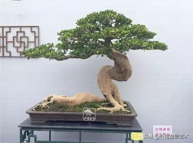 大拖根，太美了！!!