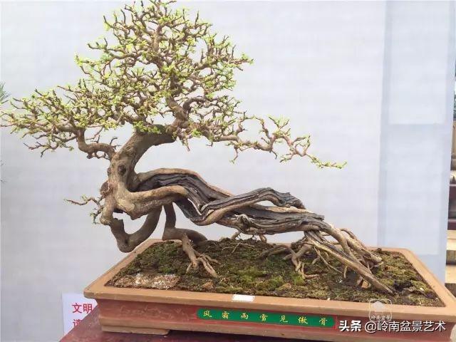 大拖根，太美了！!!
