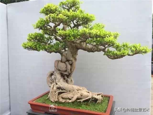 大拖根，太美了！!!