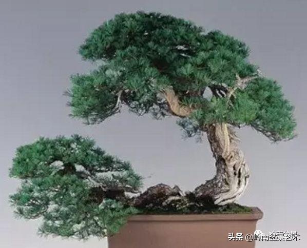 大拖根，太美了！!!