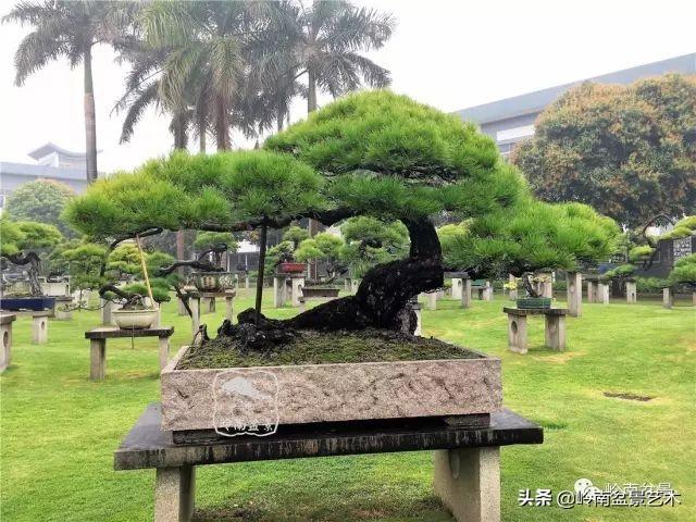 大拖根，太美了！!!