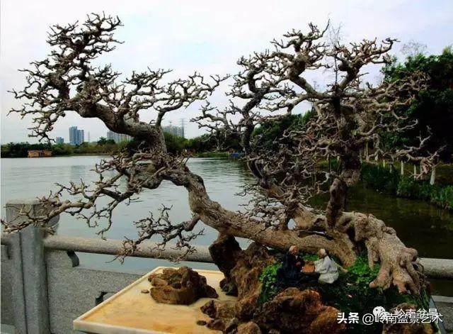 大拖根，太美了！!!