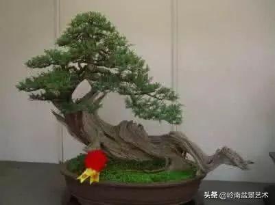 大拖根，太美了！!!