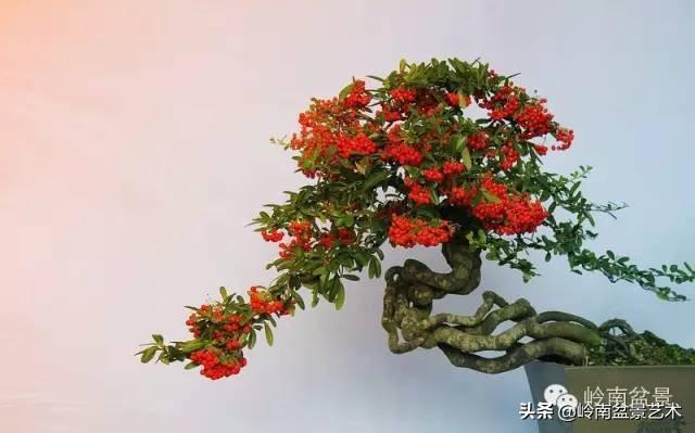 大拖根，太美了！!!