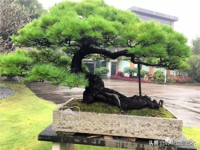 大拖根，太美了！!!