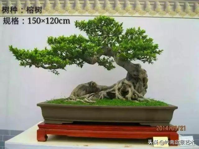 大拖根，太美了！!!