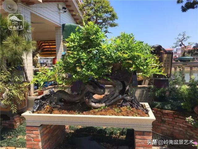 大拖根，太美了！!!