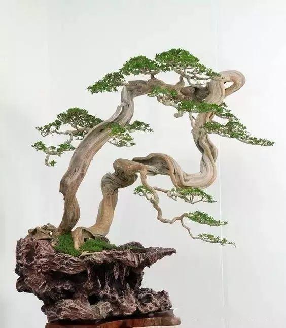 盆景初入門：學習盆景製作，首先要瞭解盆景製作的這幾個法則